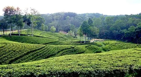 সিলেট শ্রীমঙ্গল